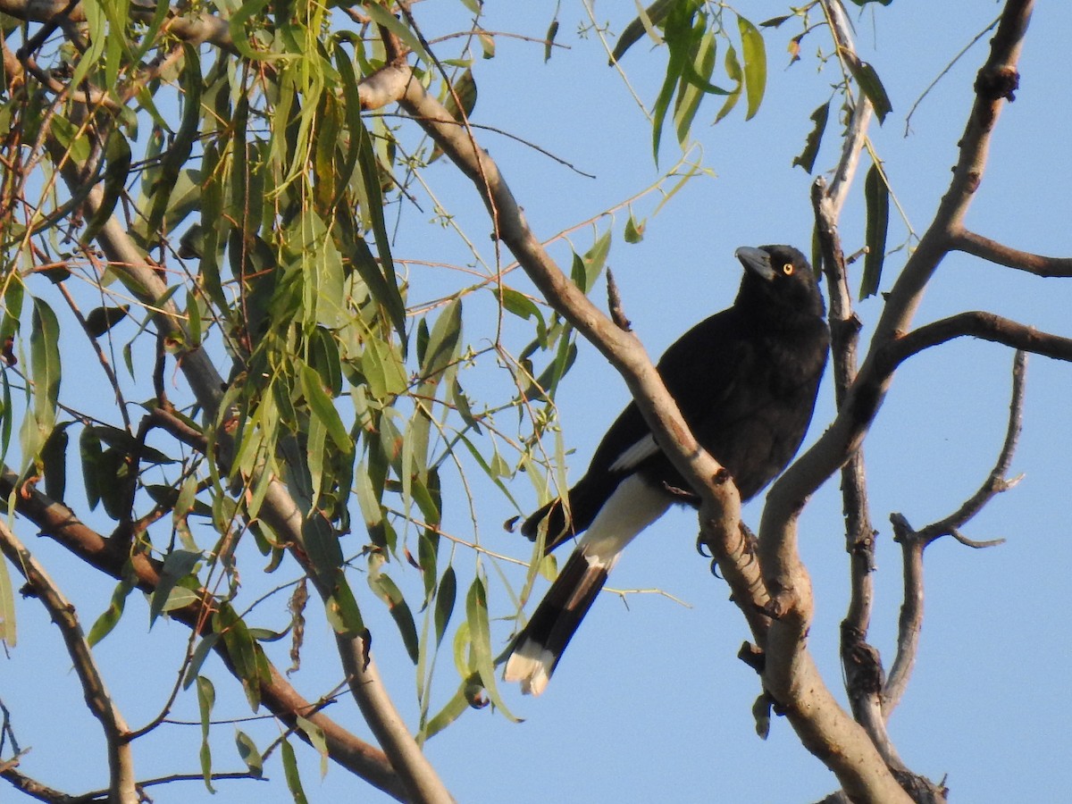Pied Currawong - ML620209470