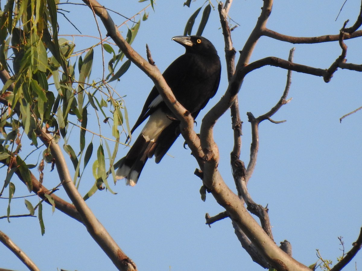 Pied Currawong - ML620209471