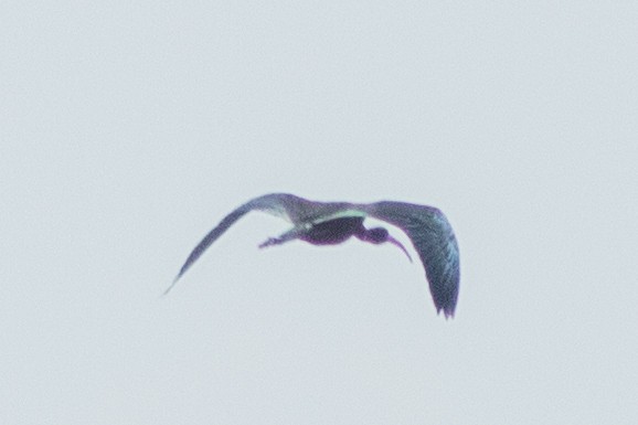 ibis hnědý - ML620209474