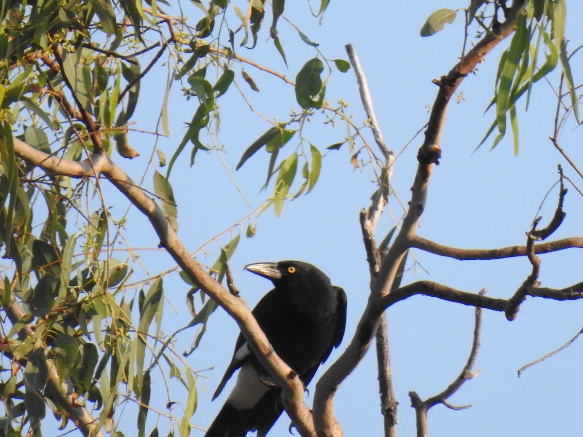 Pied Currawong - ML620209476