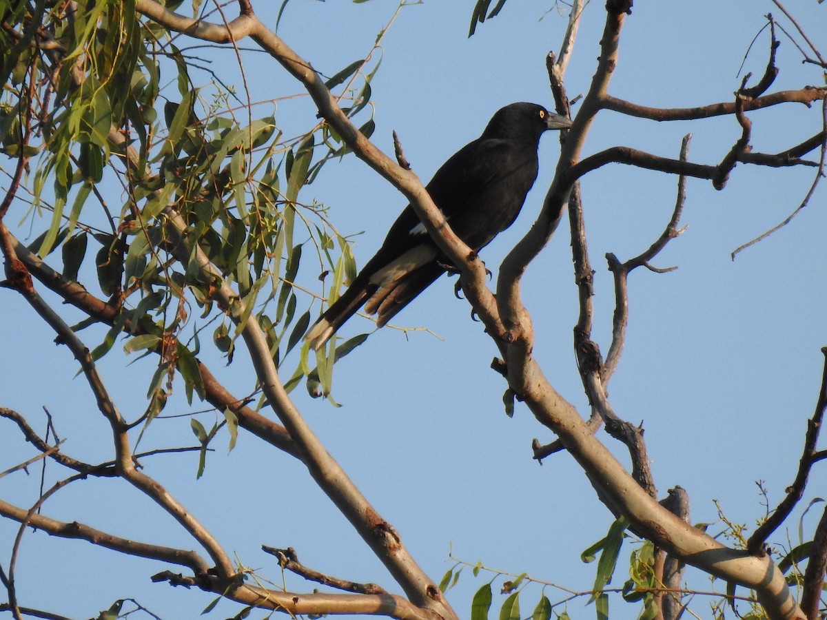 Pied Currawong - ML620209479