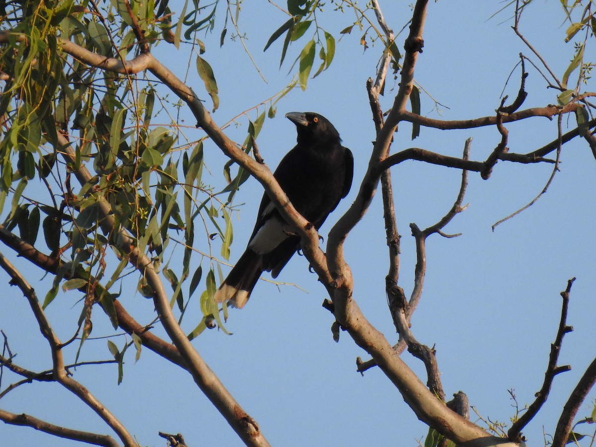 Pied Currawong - ML620209485