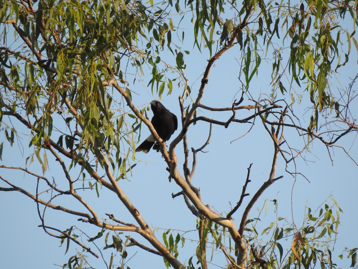 Pied Currawong - ML620209490