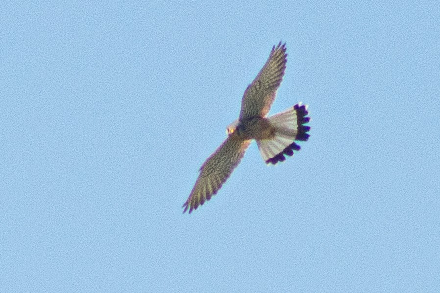 Eurasian Kestrel - ML620209491