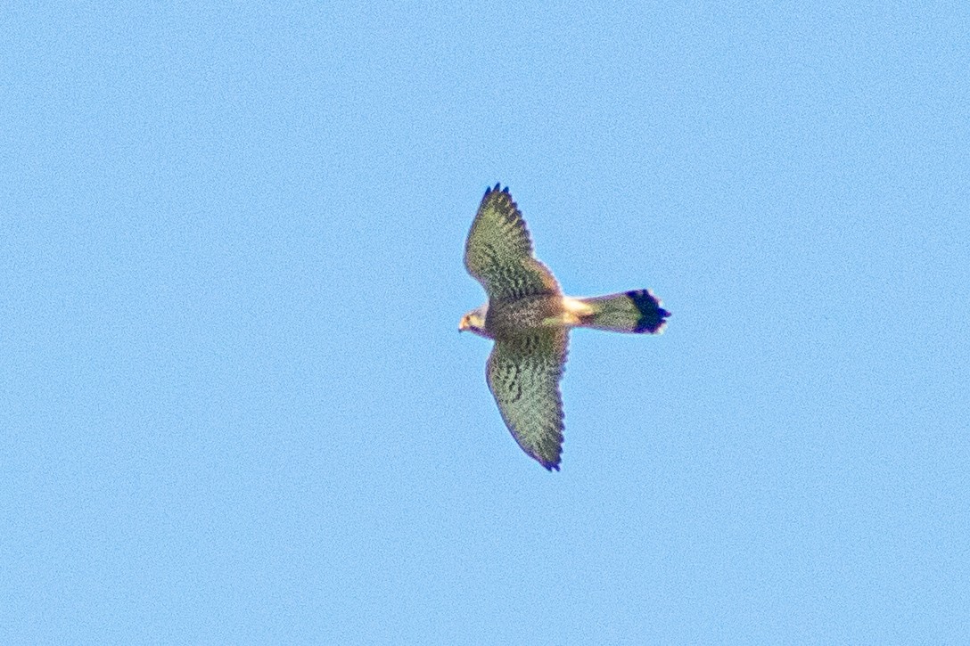 Eurasian Kestrel - ML620209493