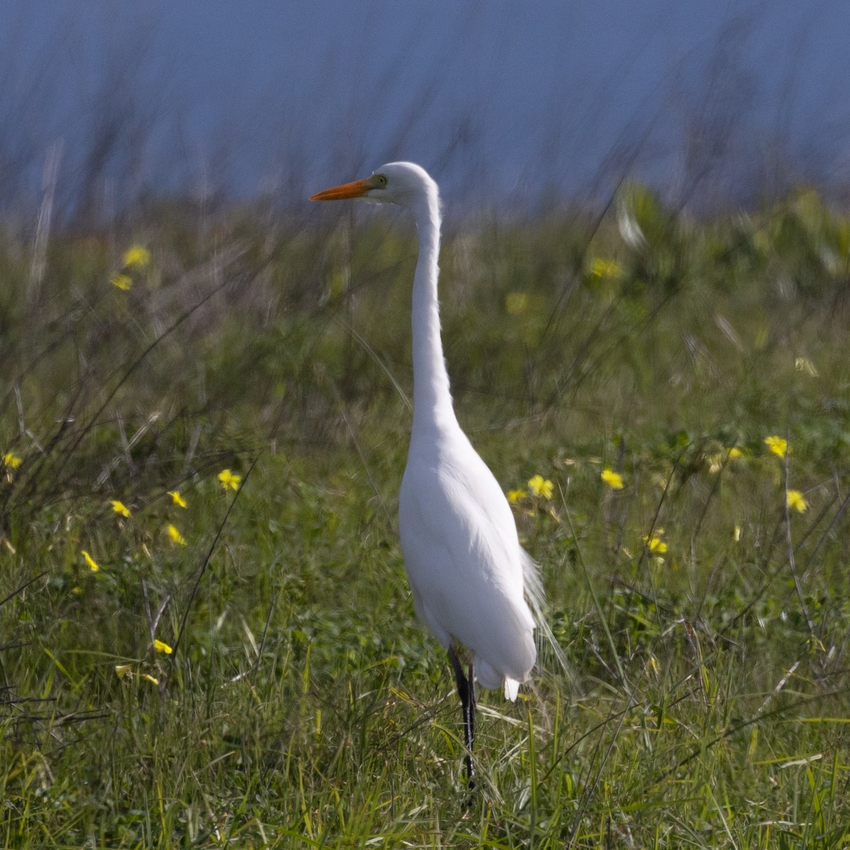 Yellow-billed Egret - ML620209496