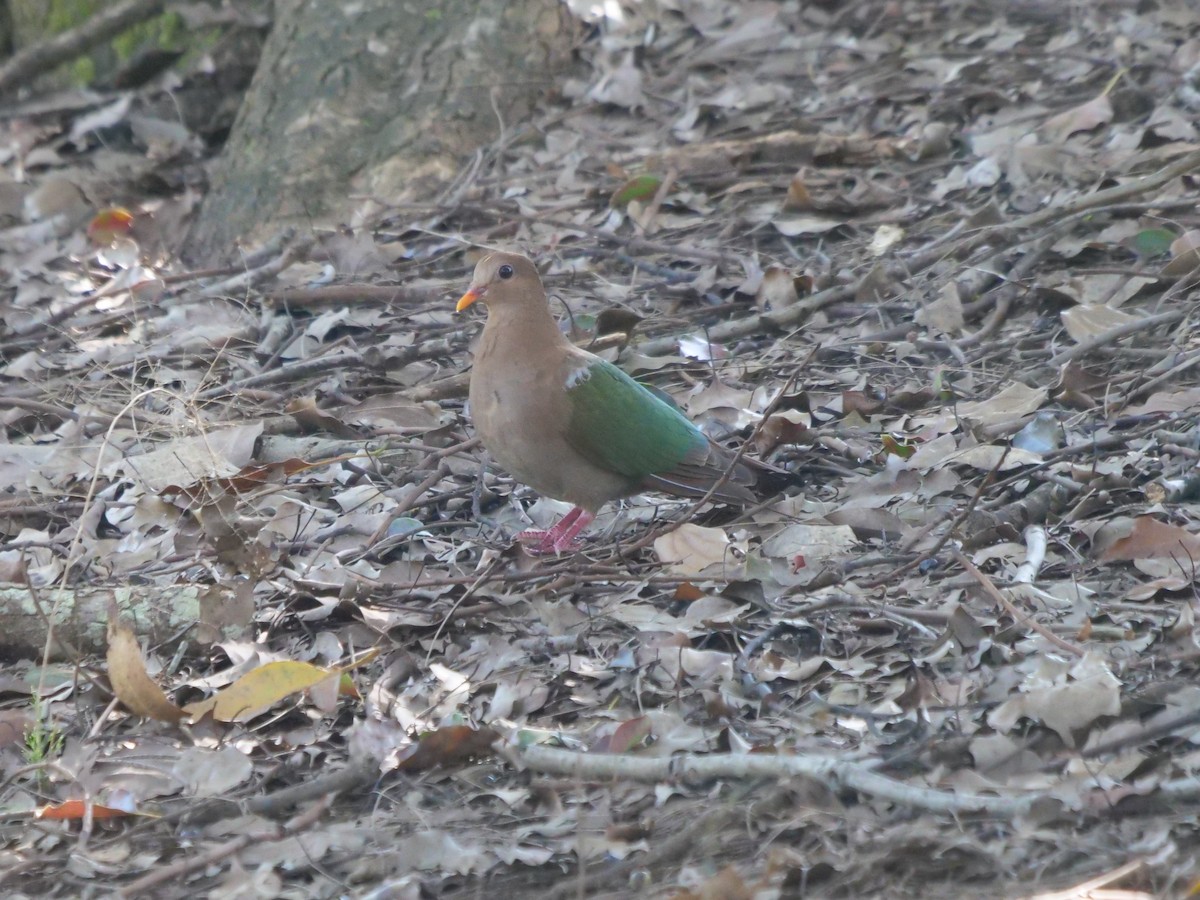 Pacific Emerald Dove - ML620209499