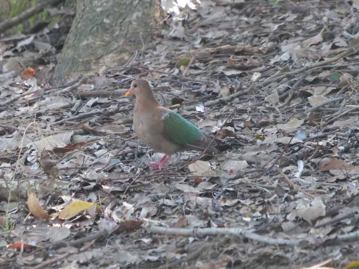 Pacific Emerald Dove - ML620209500