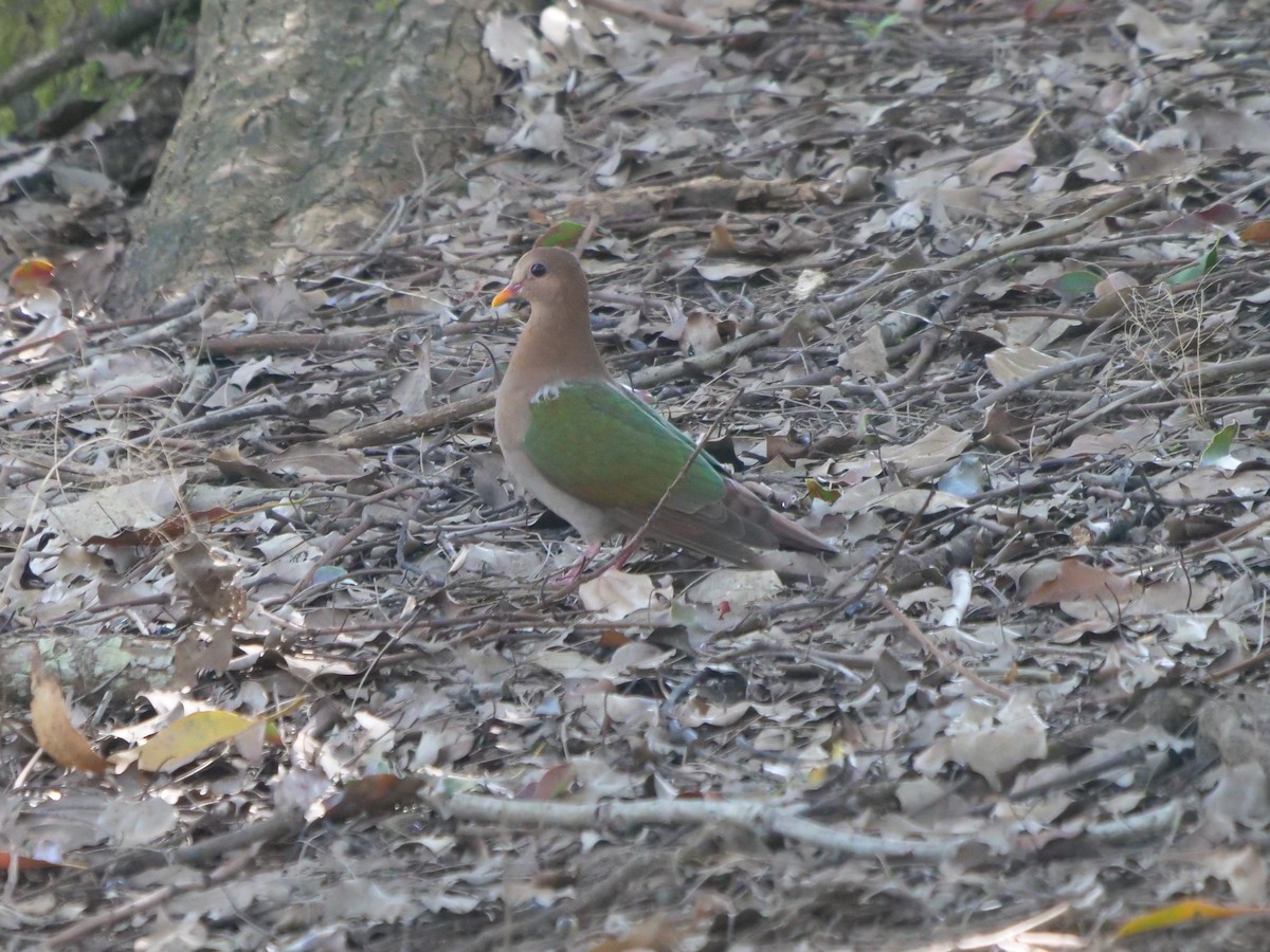 Pacific Emerald Dove - ML620209502