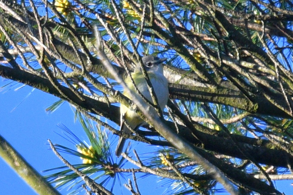 Blue-headed Vireo - ML620209509