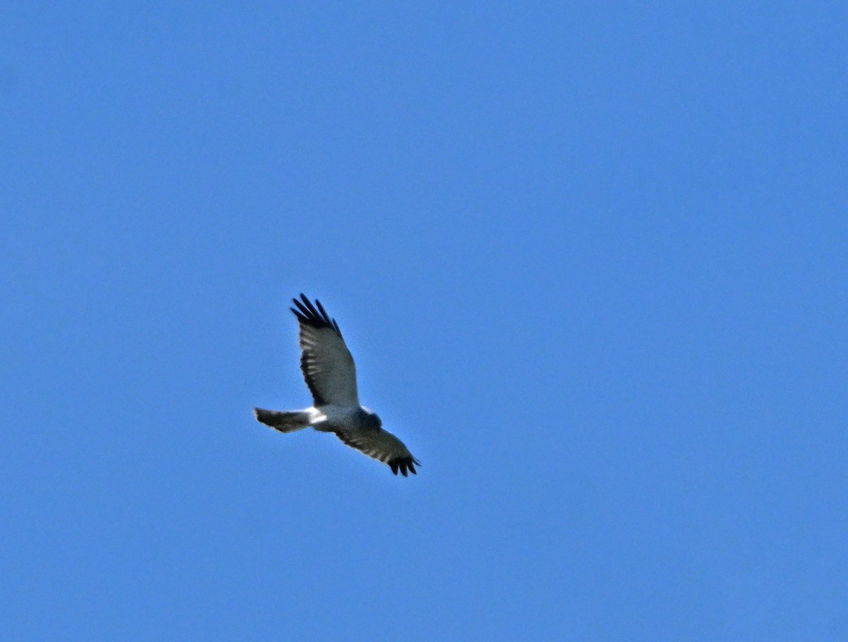 Northern Harrier - ML620209513