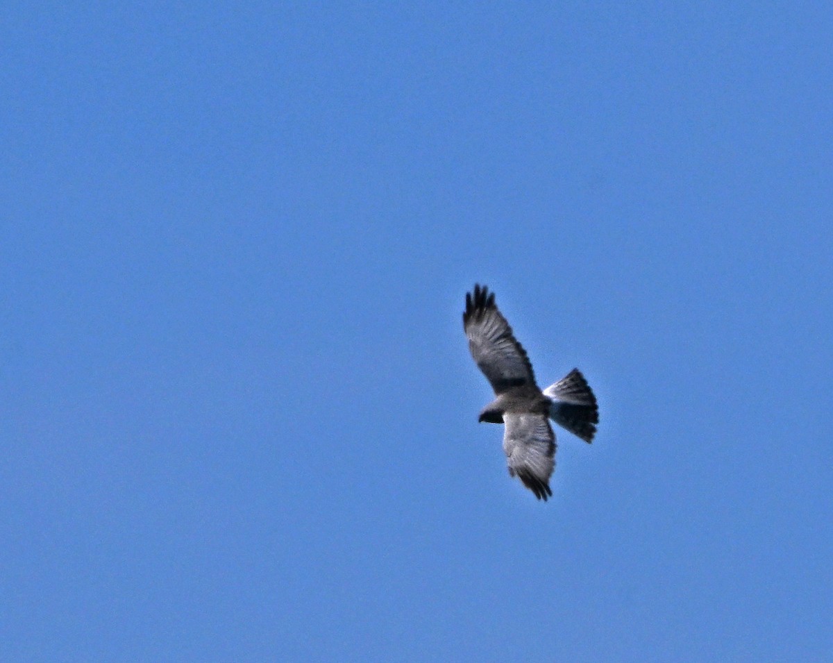 Northern Harrier - ML620209514