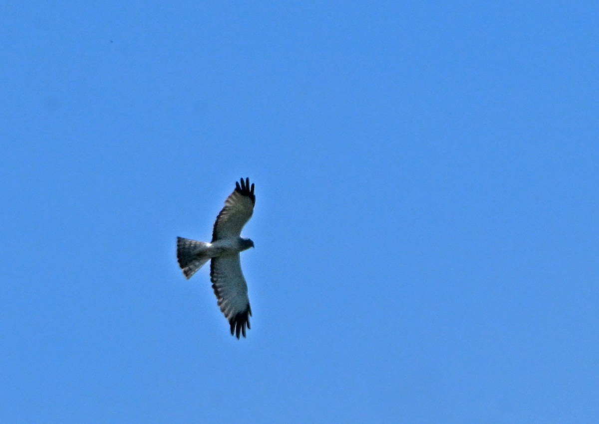 Northern Harrier - ML620209515