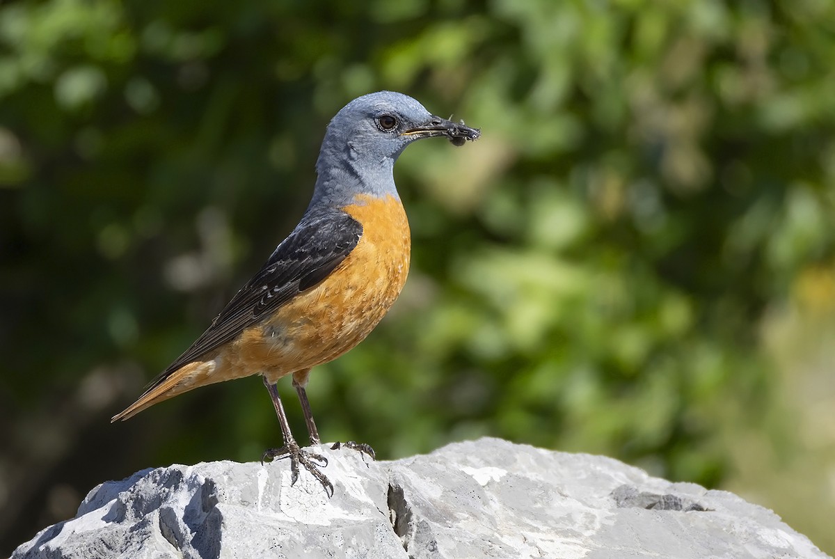 Rufous-tailed Rock-Thrush - ML620209517