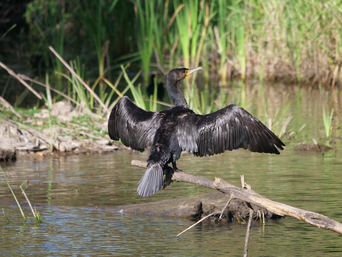 Great Cormorant - ML620209519