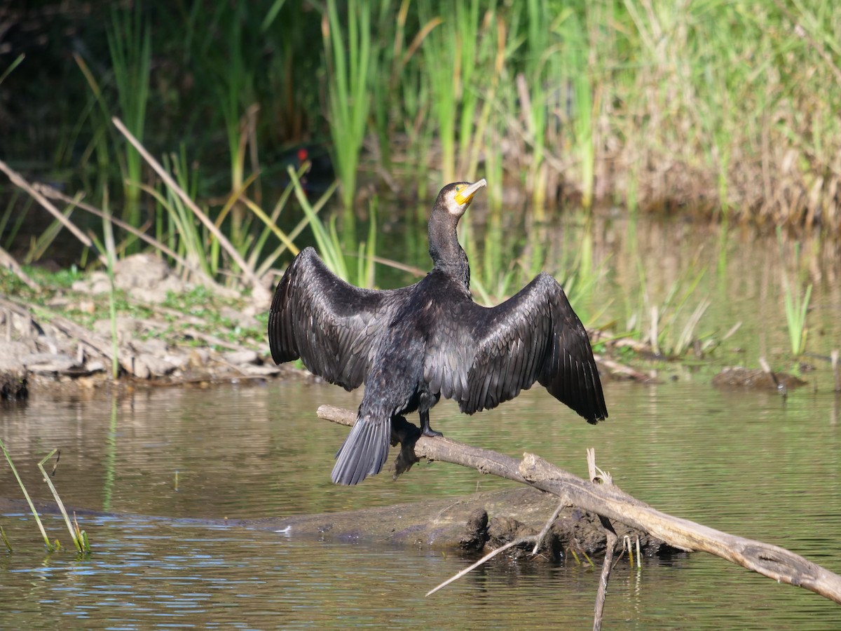 Great Cormorant - ML620209521