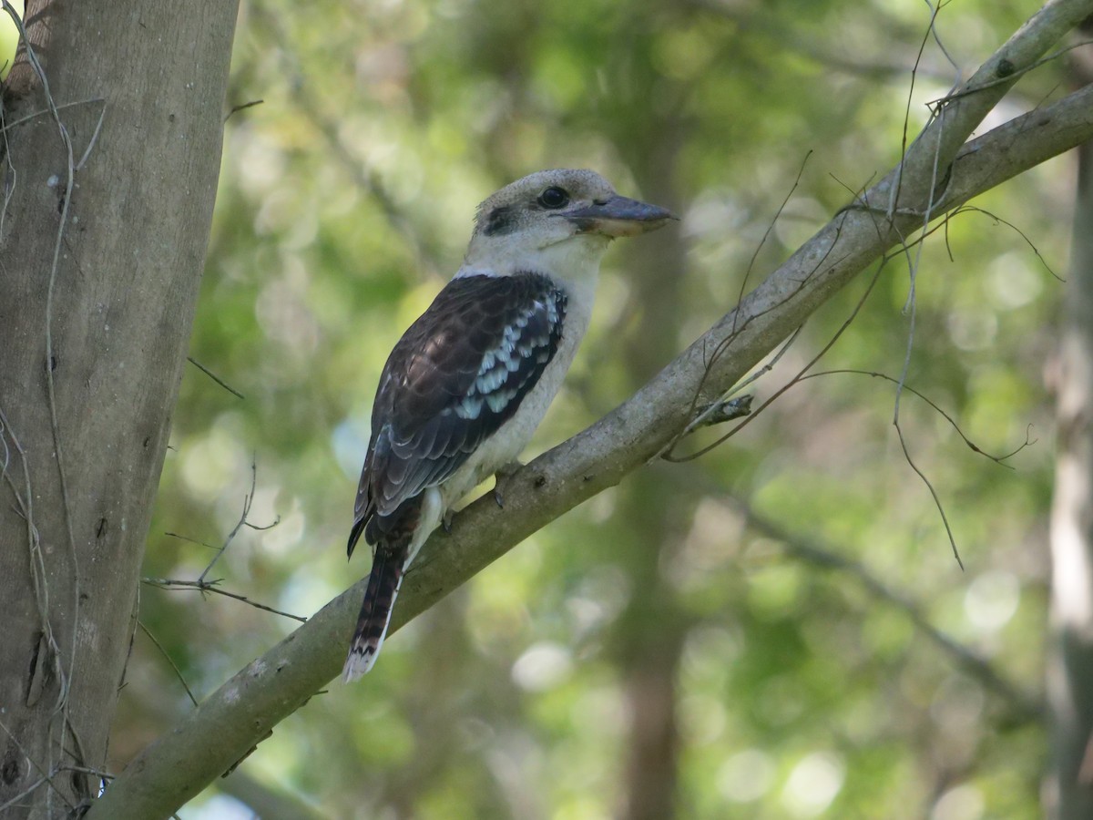 Laughing Kookaburra - ML620209525