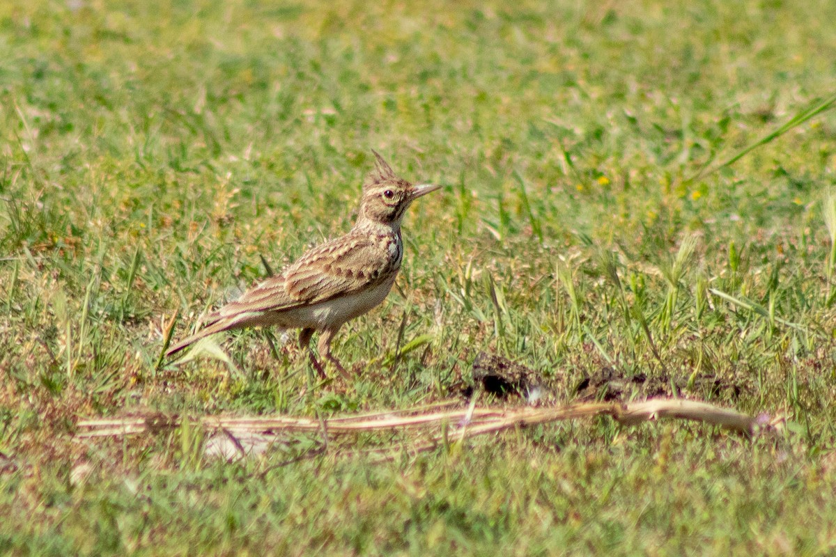 Crested Lark - ML620209527