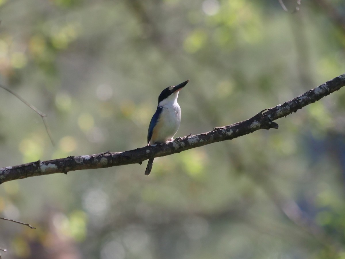 Forest Kingfisher - ML620209532