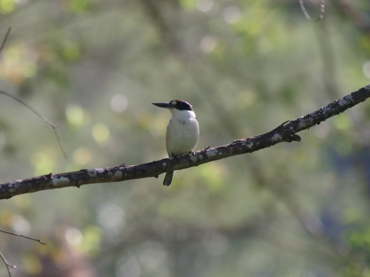 Forest Kingfisher - ML620209533