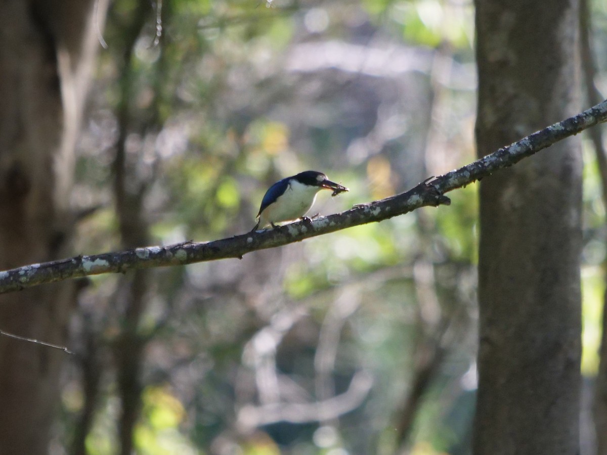 Forest Kingfisher - ML620209534