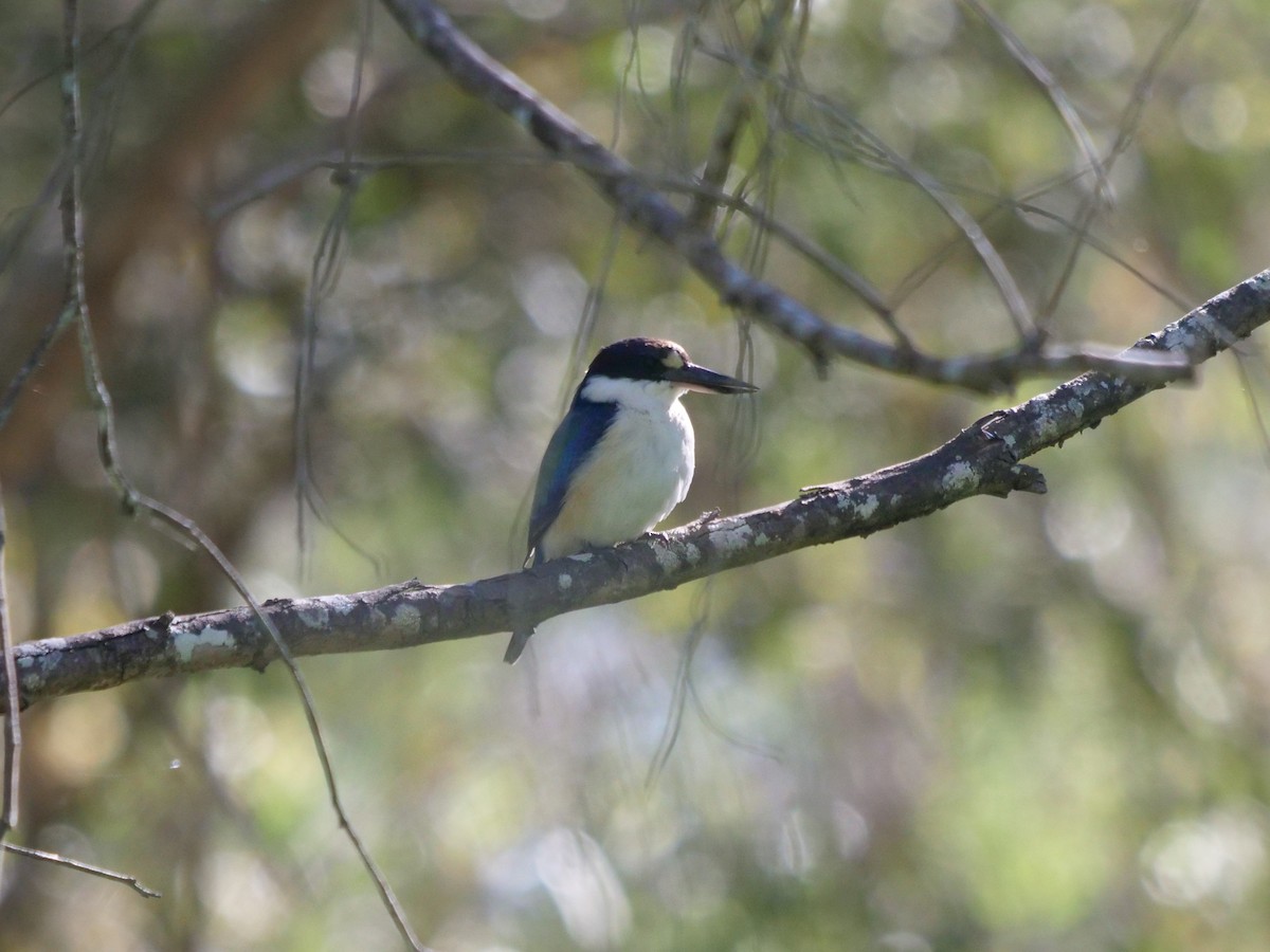 Forest Kingfisher - ML620209535