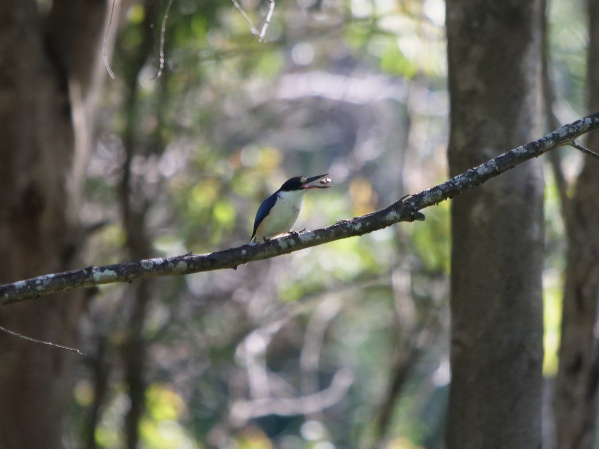 Forest Kingfisher - ML620209536