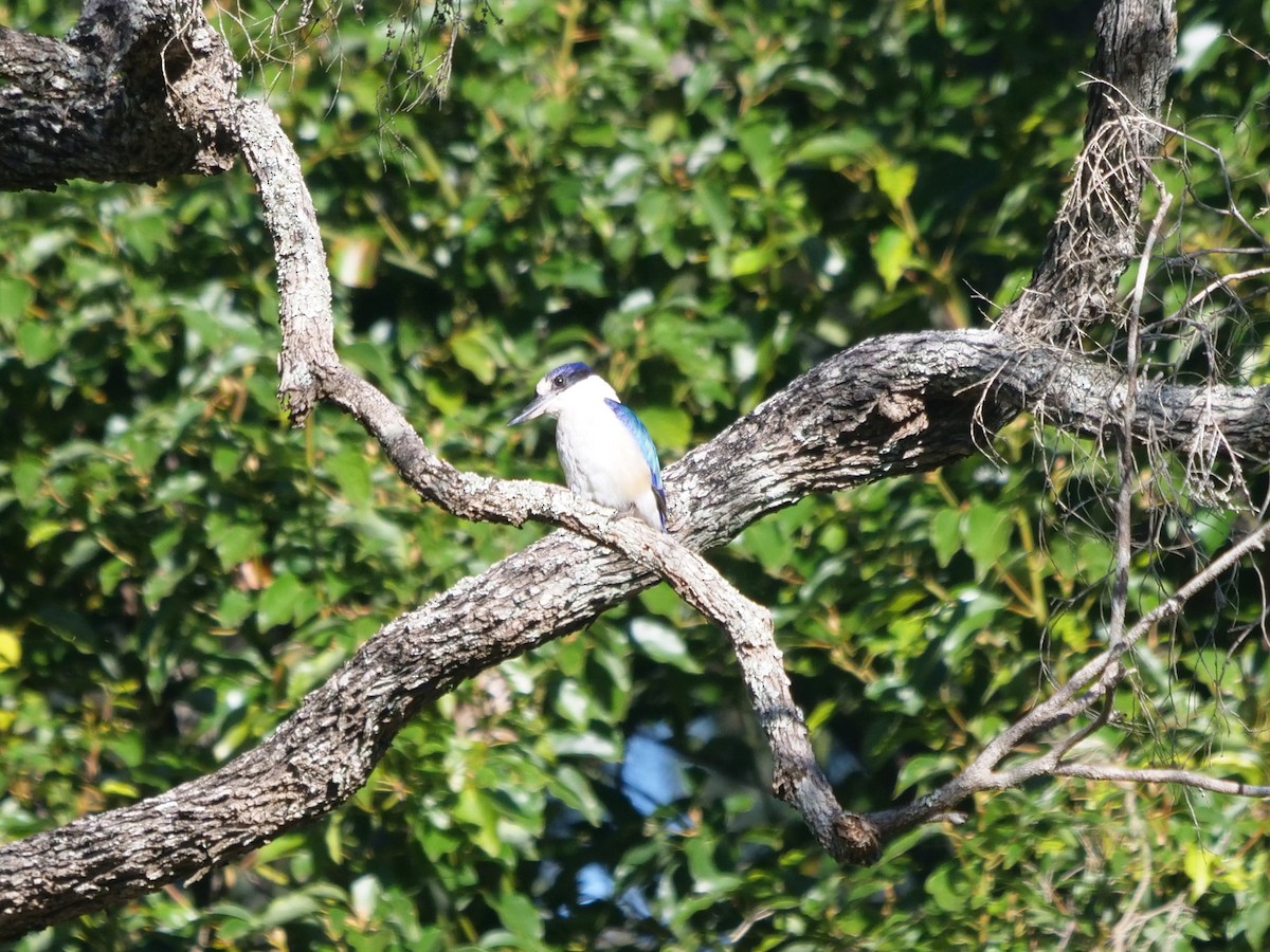 Forest Kingfisher - ML620209537