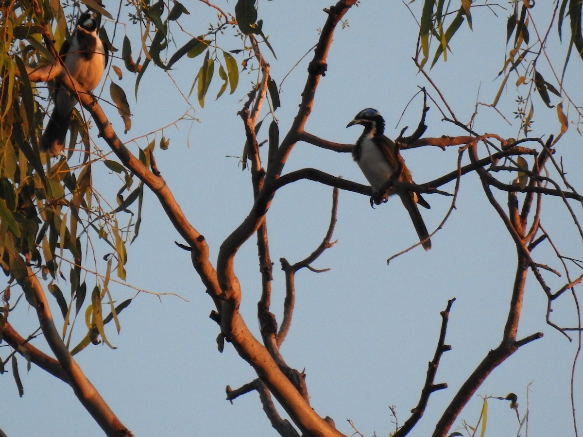 Blue-faced Honeyeater - ML620209543