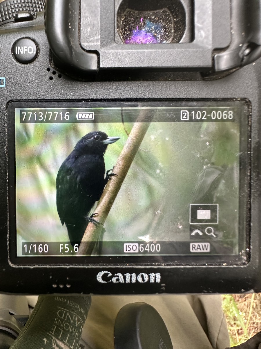 Black Bushbird - ML620209548