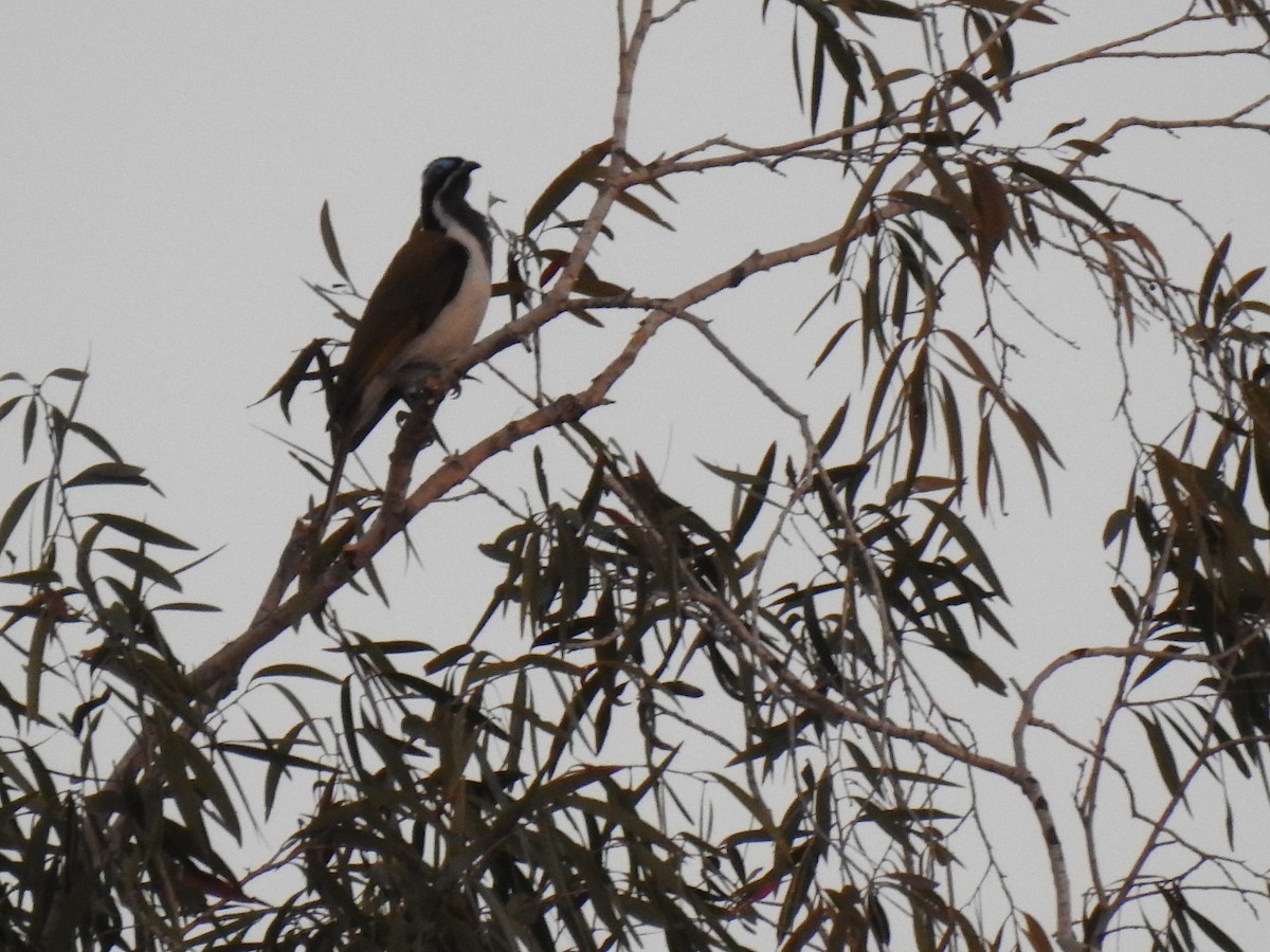 Blue-faced Honeyeater - ML620209551