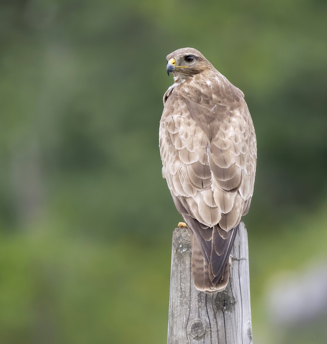 Common Buzzard - ML620209553