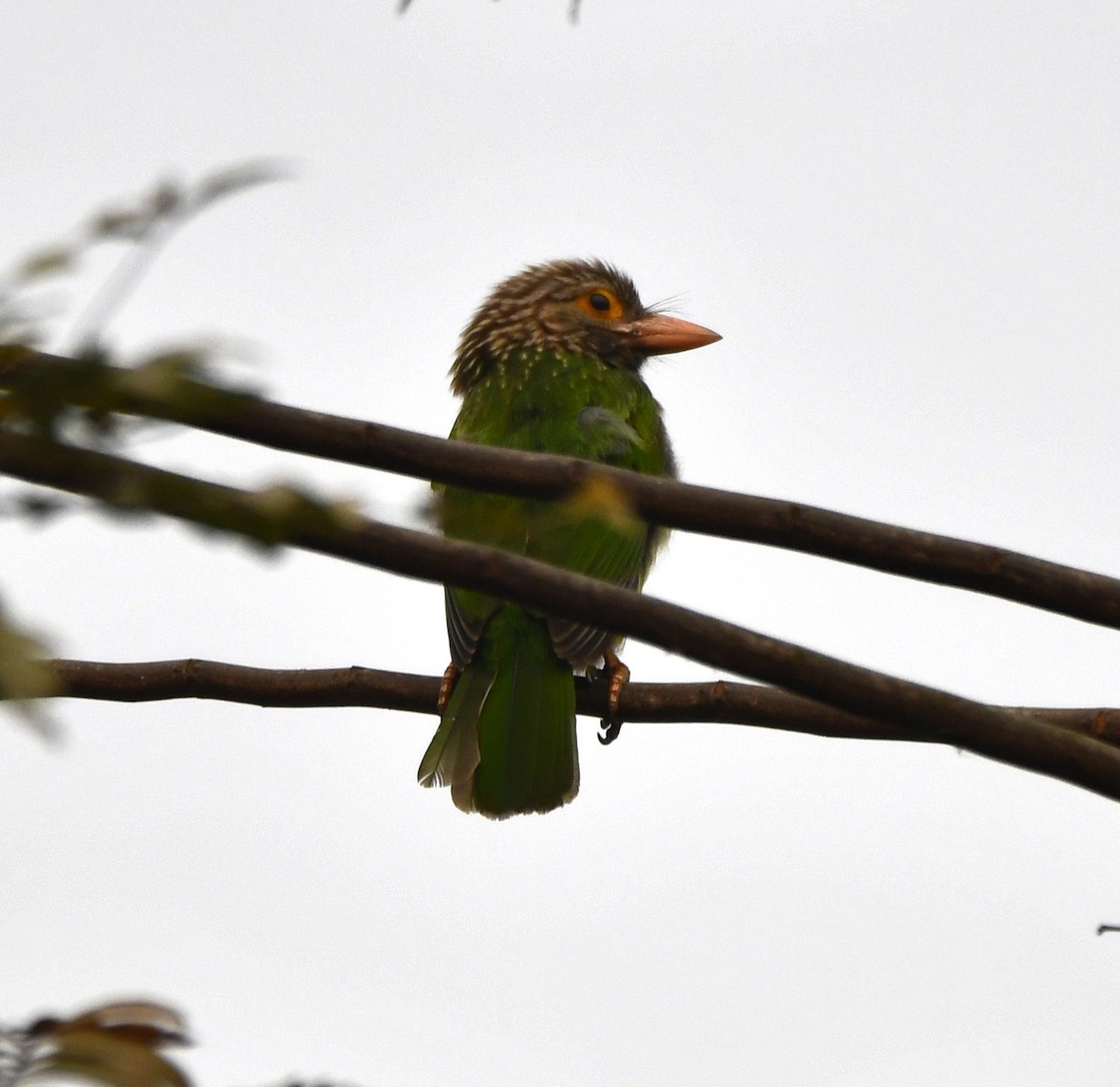 Lineated Barbet - ML620209563