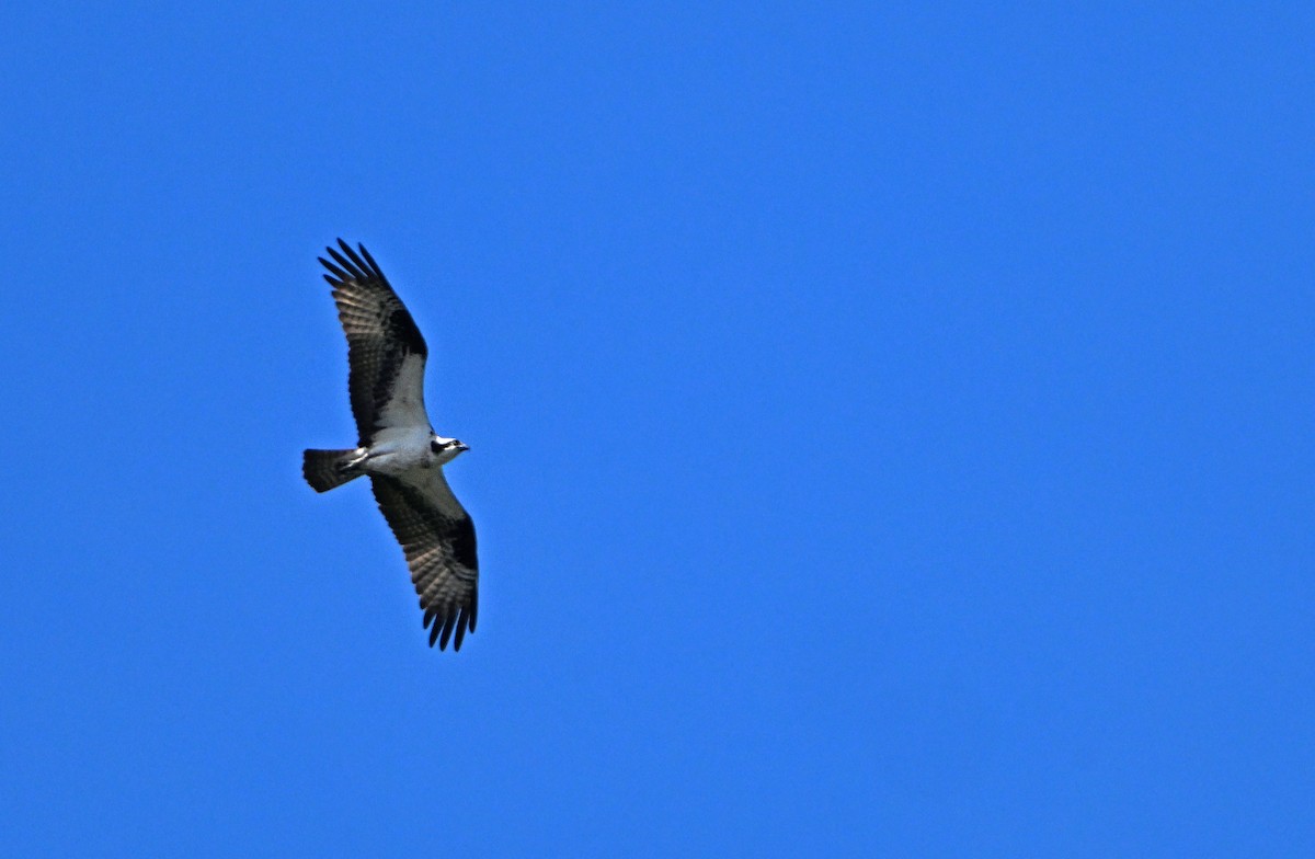 魚鷹 - ML620209567