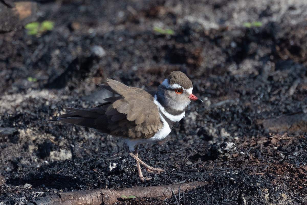Three-banded Plover (African) - ML620209582