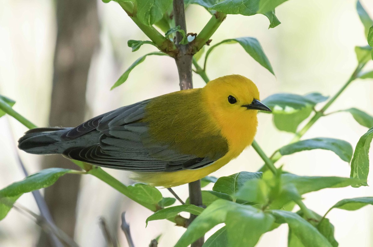 Prothonotary Warbler - ML620209586