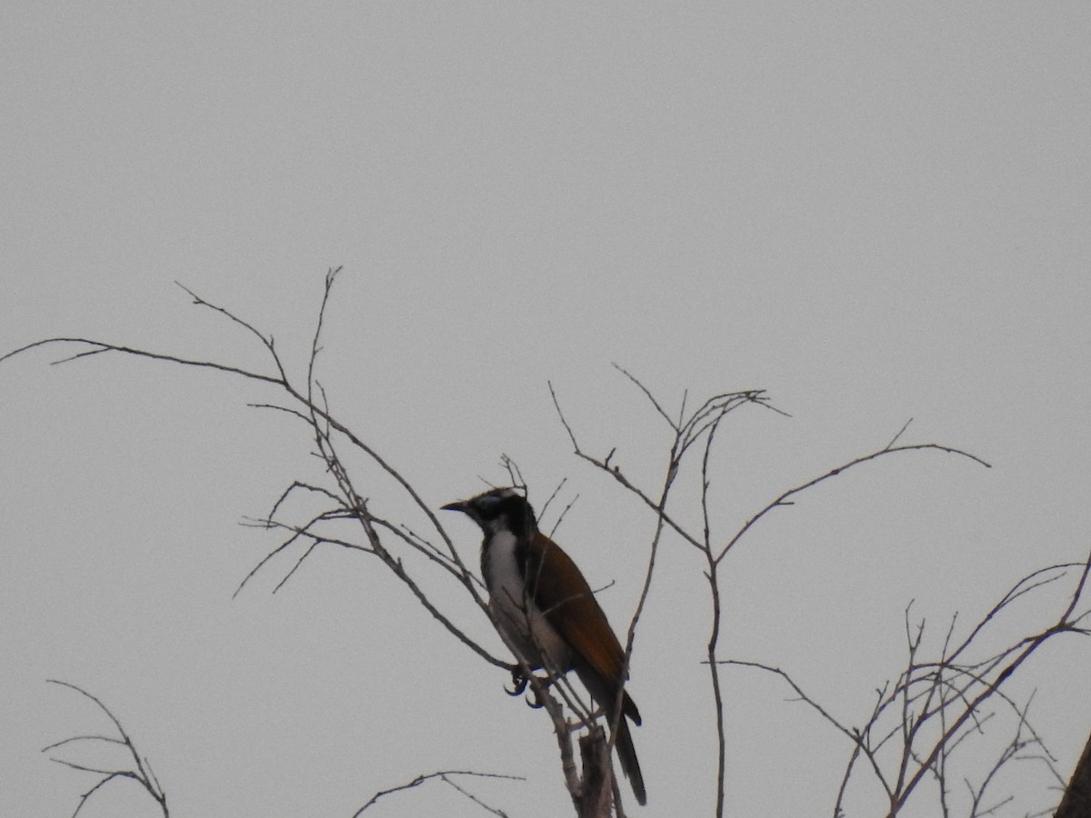 Blue-faced Honeyeater - ML620209593