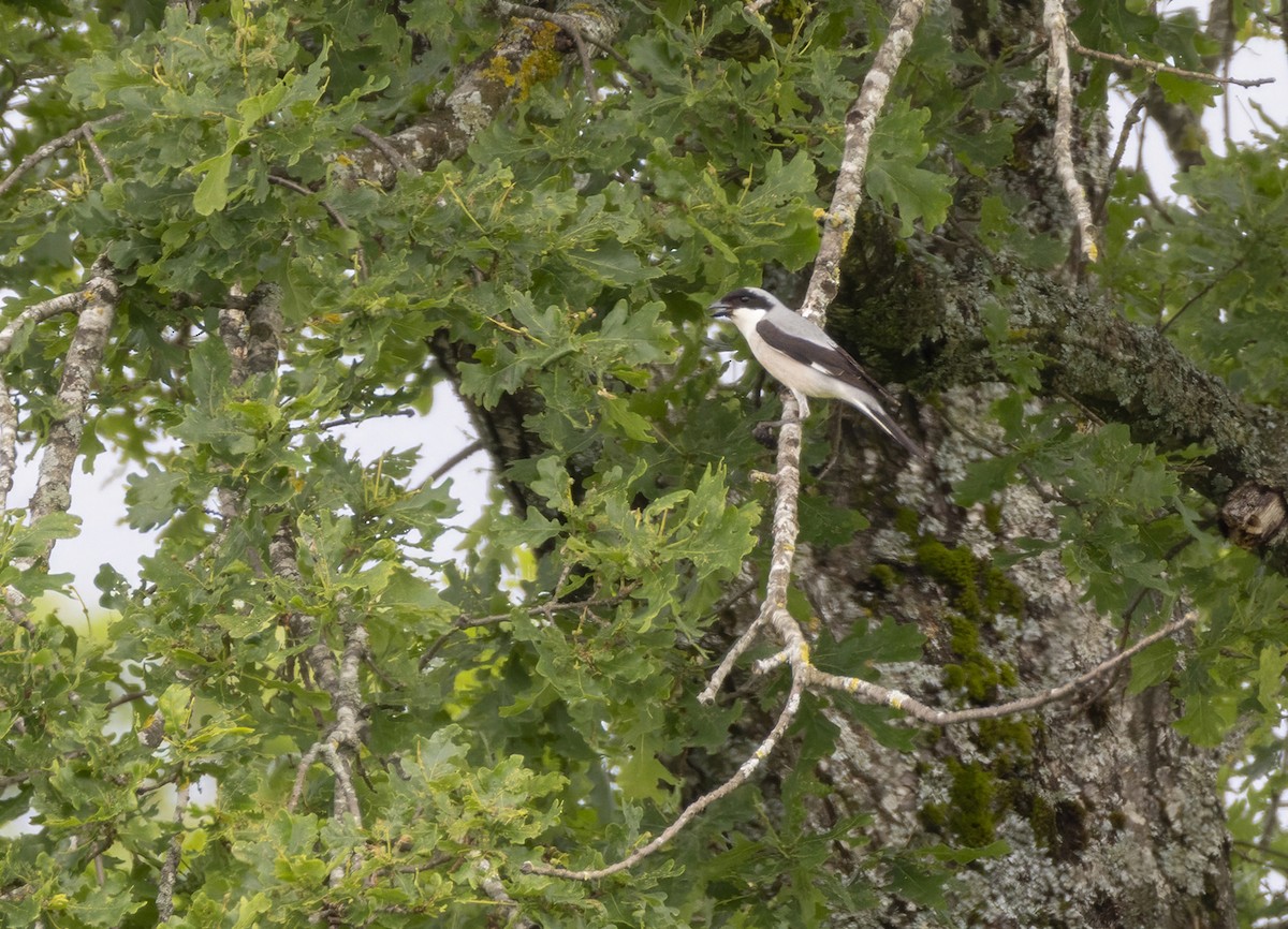 Lesser Gray Shrike - ML620209594