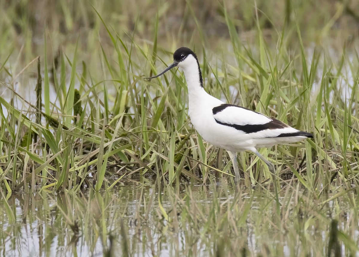 Pied Avocet - ML620209606