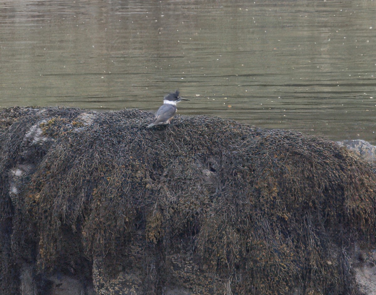 Belted Kingfisher - ML620209616