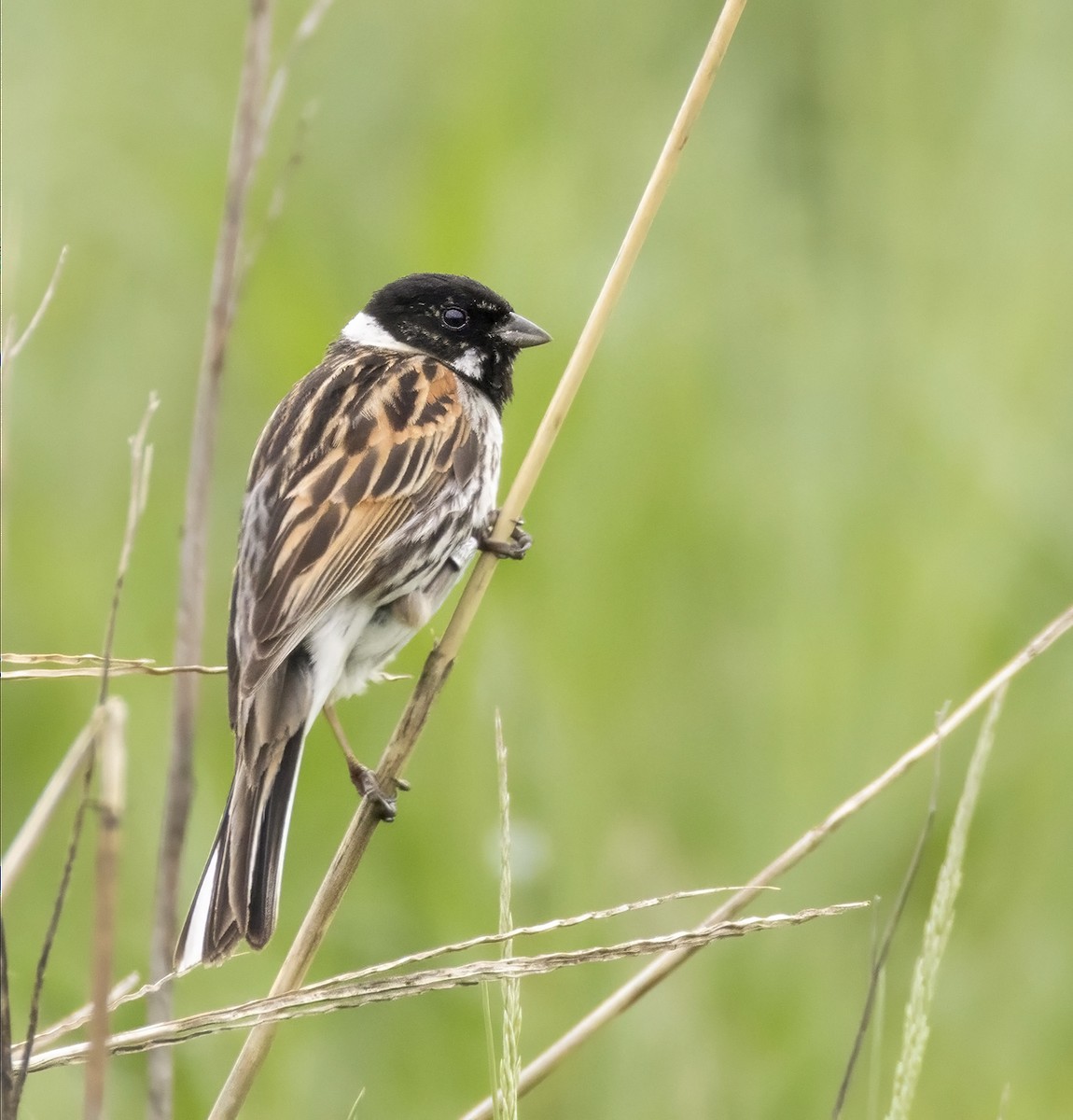 Reed Bunting - ML620209622