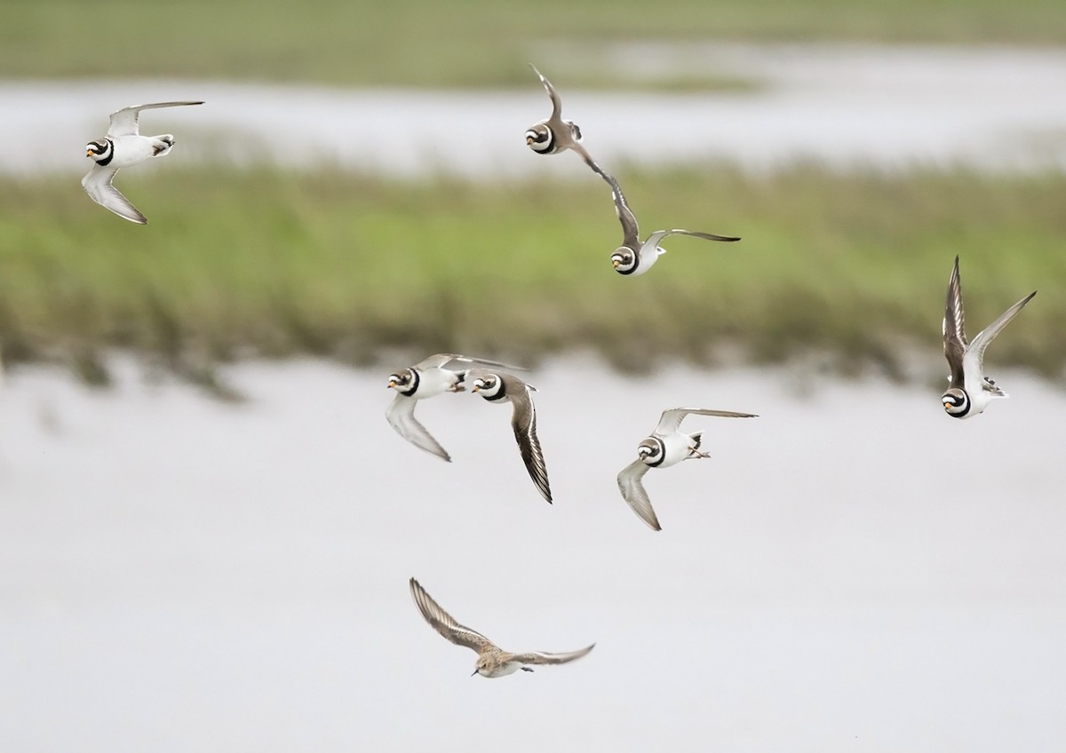 Little Stint - ML620209627