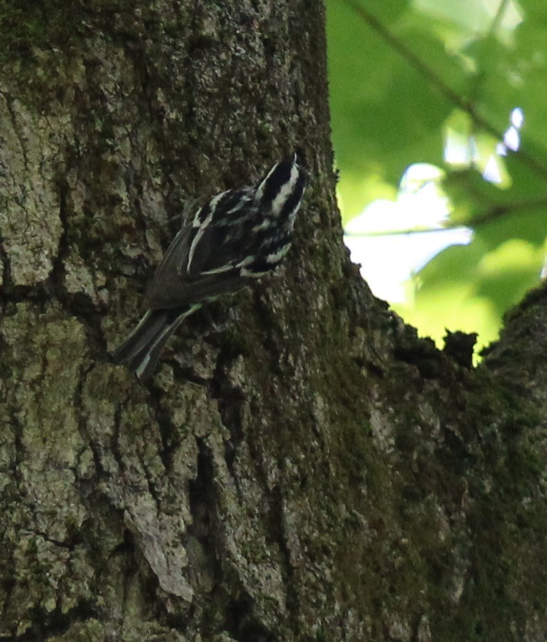 Black-and-white Warbler - ML620209634