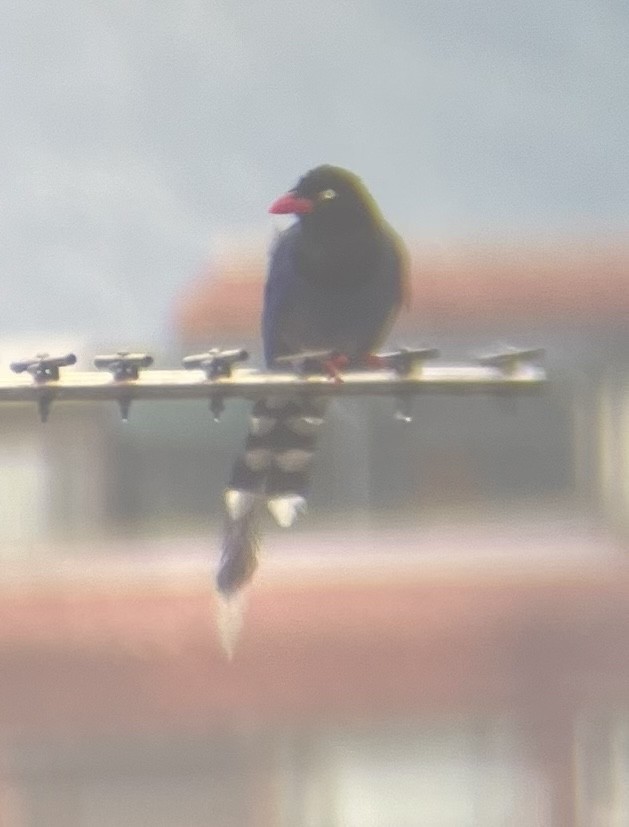 Taiwan Blue-Magpie - ML620209651