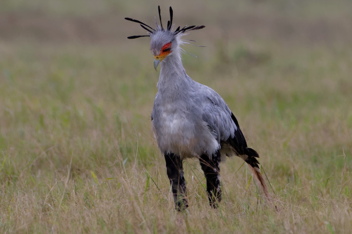 Secretarybird - ML620209653