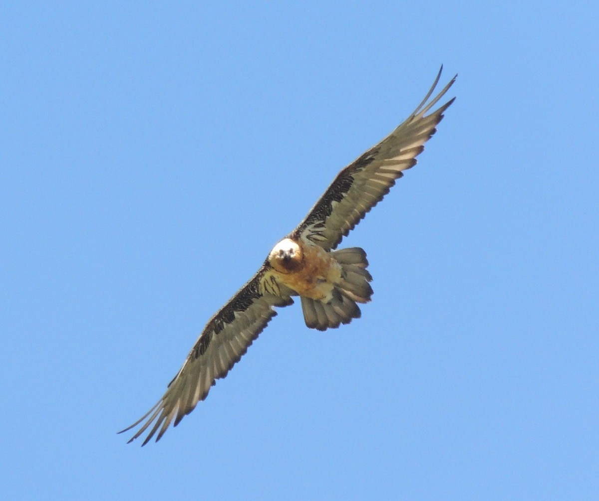 Bearded Vulture - ML620209655