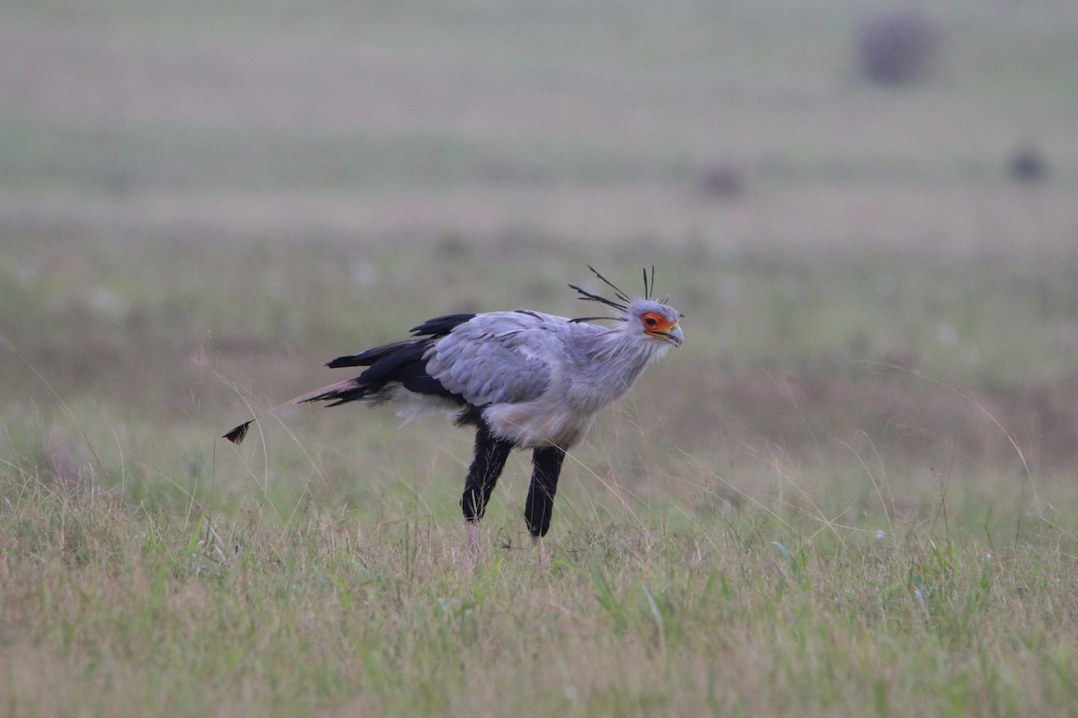 Secretarybird - ML620209661