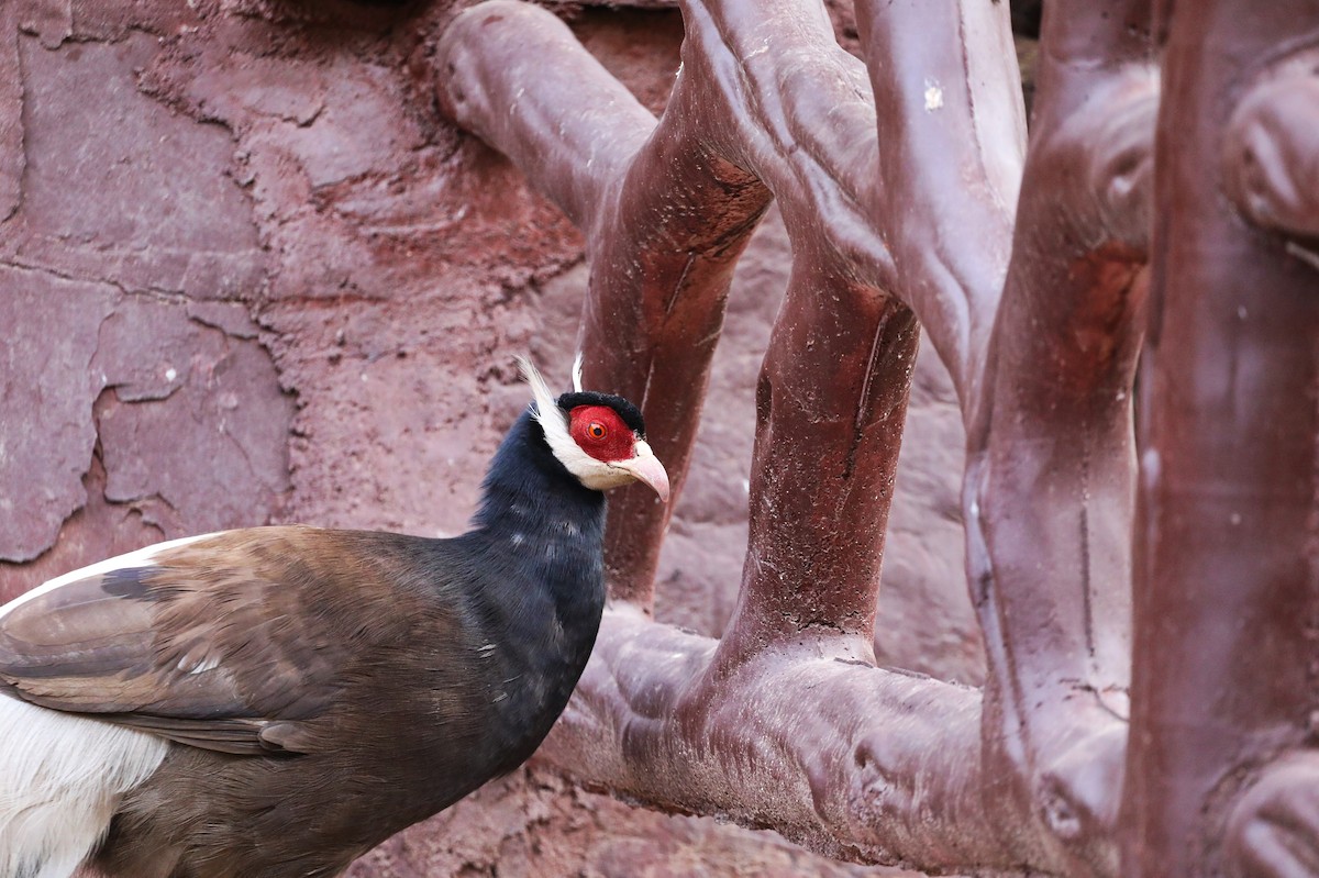 Brown Eared-Pheasant - ML620209662