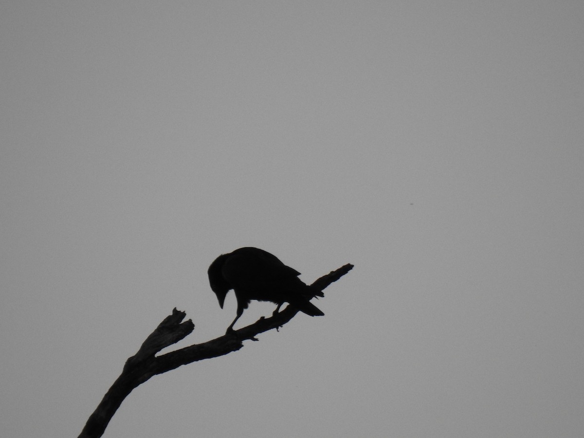 Torresian Crow - ML620209663