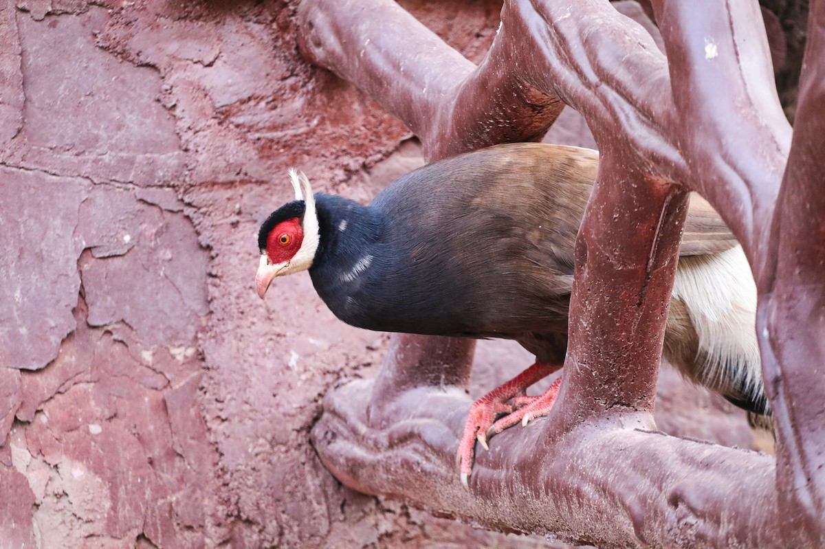 Brown Eared-Pheasant - ML620209666